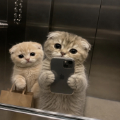 Son Hediyye
